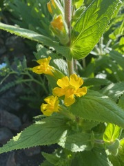 Diplacus clevelandii