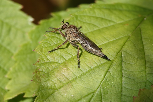 brown heath robberfly, Heiloo, Nederland, photo 10 of 10