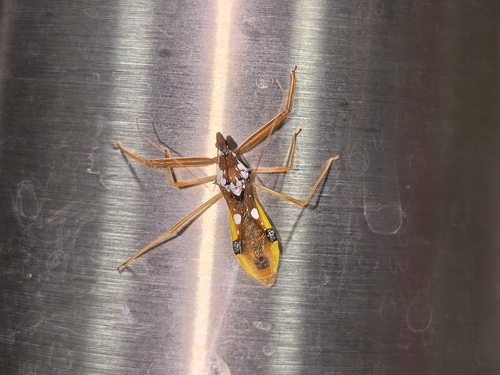 Epidaus famulus