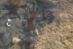 Cristiceps aurantiacus