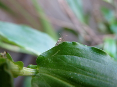 Stephanitis pyrioides