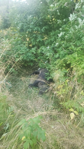 Wild Boar