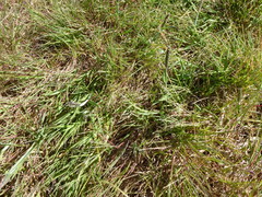 Alopecurus geniculatus