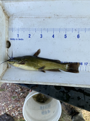 Black Bullhead
