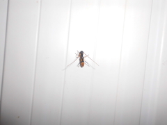 Gnomidolon elegantulum