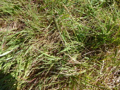 Alopecurus geniculatus