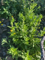 Diplacus clevelandii