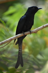 Surniculus dicruroides