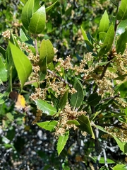 Quercus wislizeni frutescens