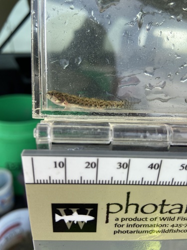 Iowa Darter