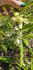 Asimina angustifolia