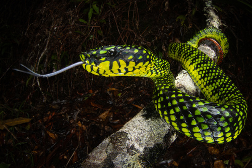 Malcolm’s Pitviper