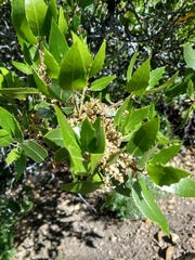 Quercus wislizeni frutescens