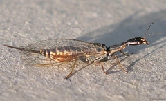 Xanthostigma xanthostigma