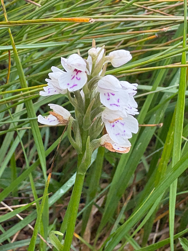 Dactylorhiza maculata, photograph 6