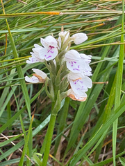 Dactylorhiza maculata, photograph (c) Mark Partington, some rights reserved (CC BY)