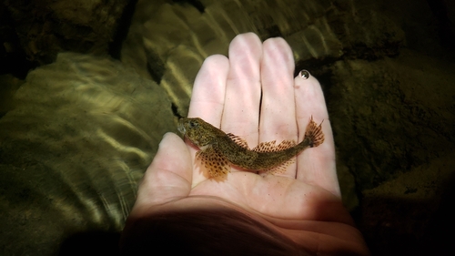 Alpine Bullhead