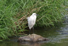 Egretta garzetta