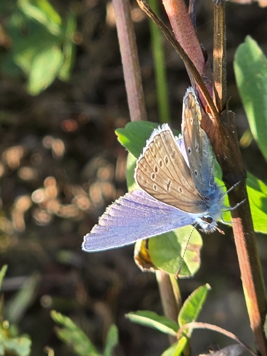 Common Blue