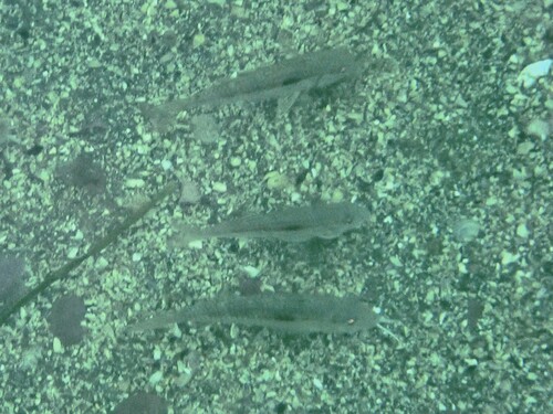 Pseudupeneus grandisquamis, 2026-05-17