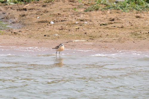 iNaturalist image