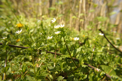 Stellaria neglecta