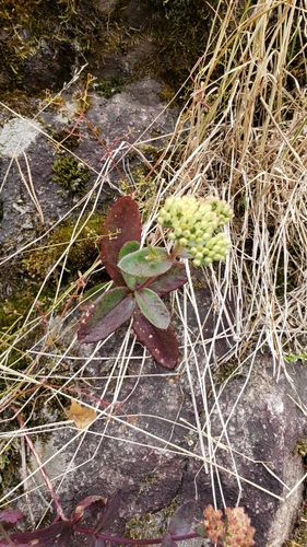 Great Stonecrop