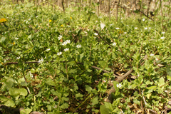 Stellaria neglecta