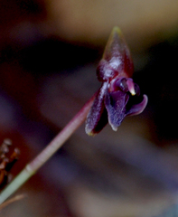 Pleurothallis peculiaris