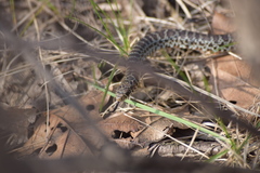 Coluber constrictor foxii