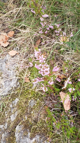 common heather