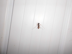 Gnomidolon elegantulum