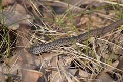 Coluber constrictor foxii