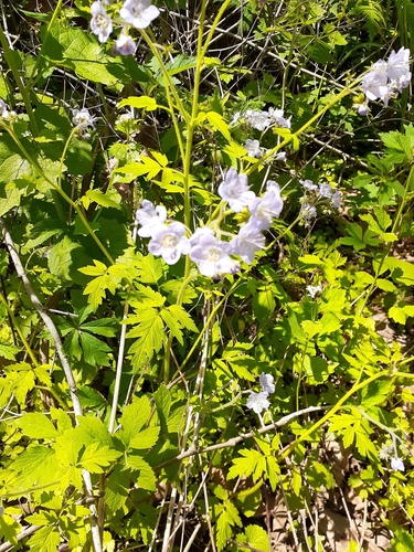 Fernleaf phacelia (Phacelia bipinnatifida)
