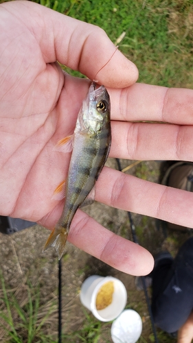 European Perch