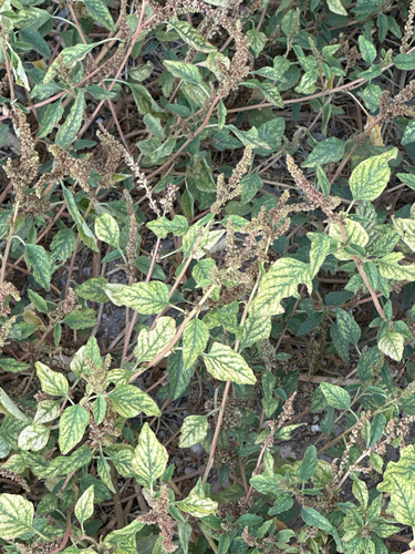 Prostrate Amaranth