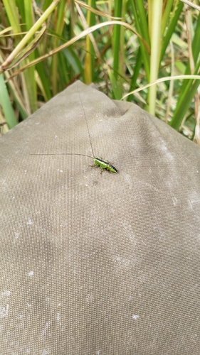 Short-winged Conehead