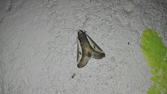 Euscirrhopterus poeyi