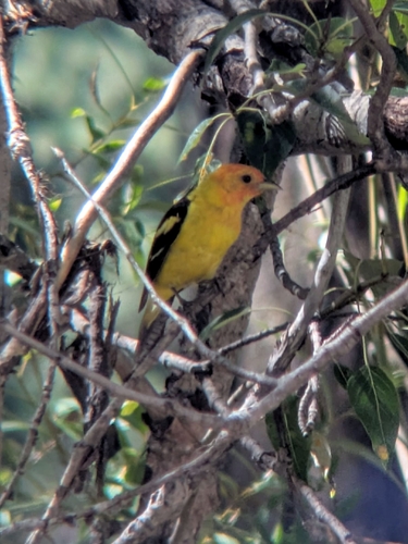 iNaturalist observation photo of Western Tanager