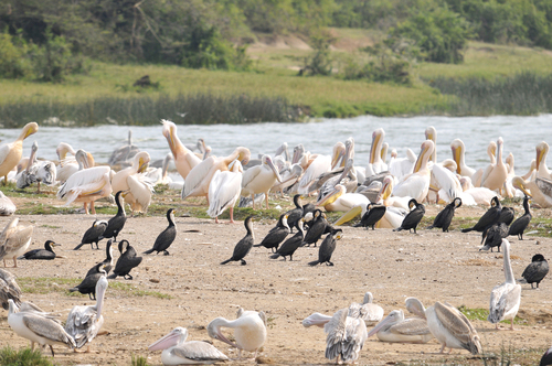 iNaturalist image