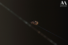 Gasteracantha cancriformis