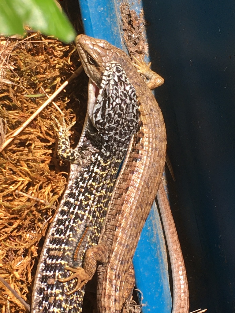 Northern Alligator Lizard From Mendocino County Ca Usa On May 06