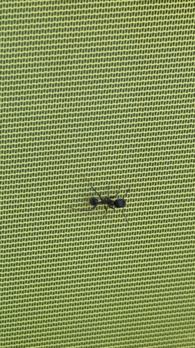 iNaturalist observation photo of Andre's Harvester Ant