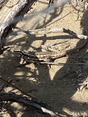 Common Sagebrush Lizard