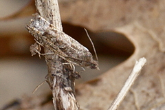 Pseudexentera spoliana