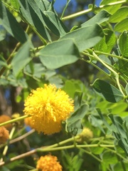 Leucaena retusa