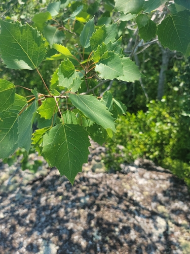 bigtooth aspen