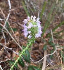 Piloblephis rigida, photograph author not stated, no rights reserved