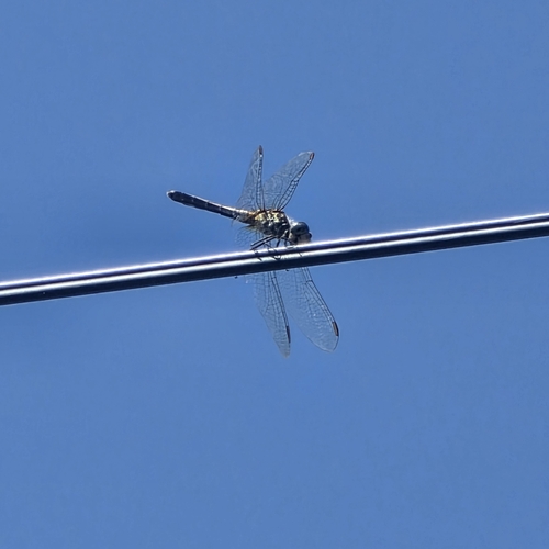 Blue Dasher