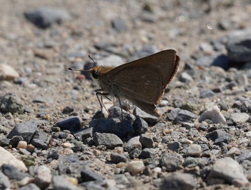 Pygmy Skipper